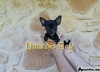 Preciosa Chihuahua Negra