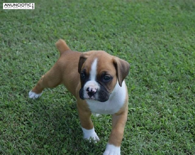 Cute BOXER male and female puppies available. 