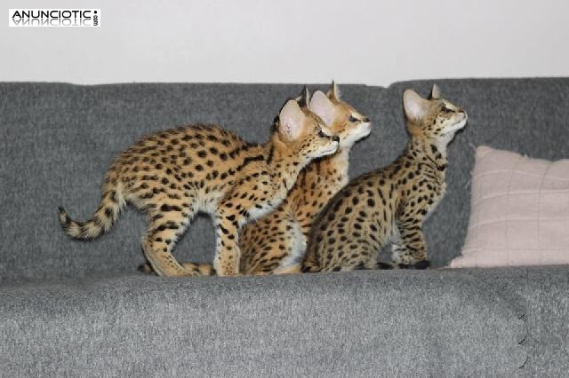 Venta de gatitos serval, savannah y caracal.