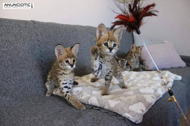 Venta de gatitos serval, savannah y caracal.