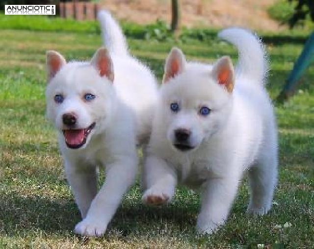 Cachorros de siberian husky cachorro 