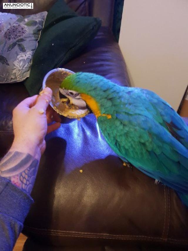 Handreared Baby macaw Parrots