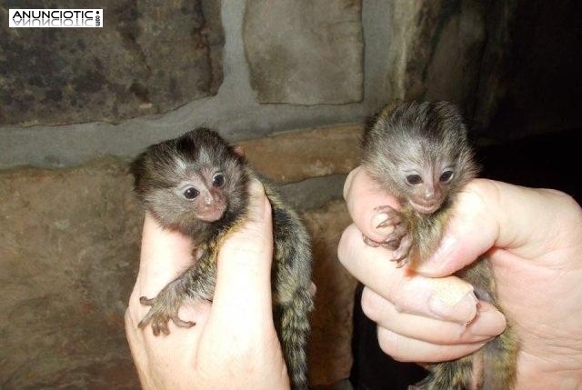  Bebé monos tití pigmeo para su aprobación