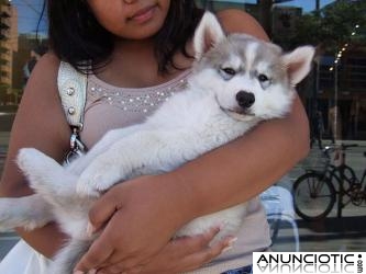 Macho y hembra Husky siberiano cachorros para adopcin