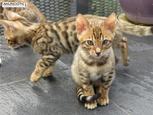 Preciosos gatitos Savannah de 12 semanas de edad