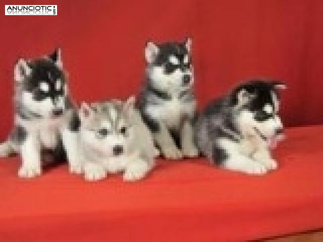 Husky siberiano cachorros para la adopcin libre y Navidad