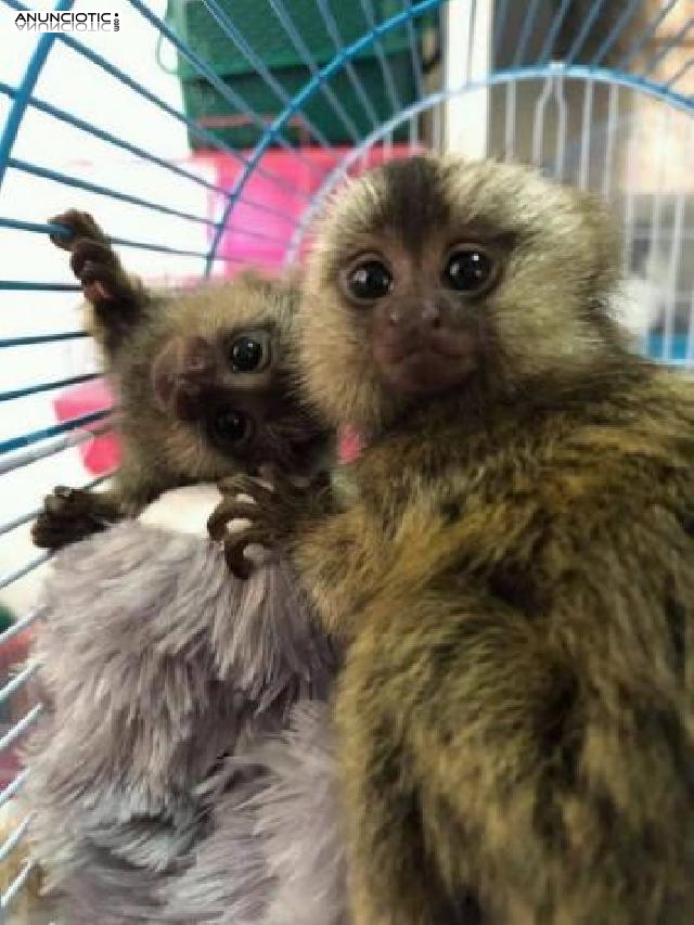 Primates a la venta a familias cariosas y cariosas.