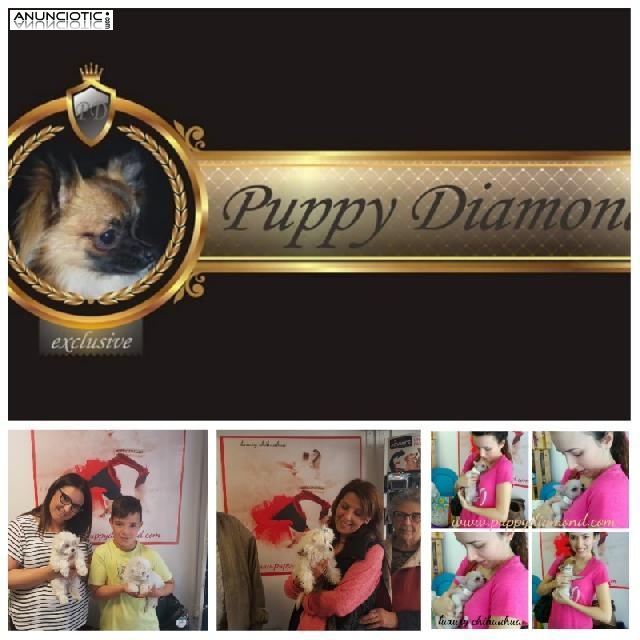 Criadero exclusivo puppydiamond