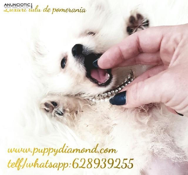 Criadero puppydiamond  628939255