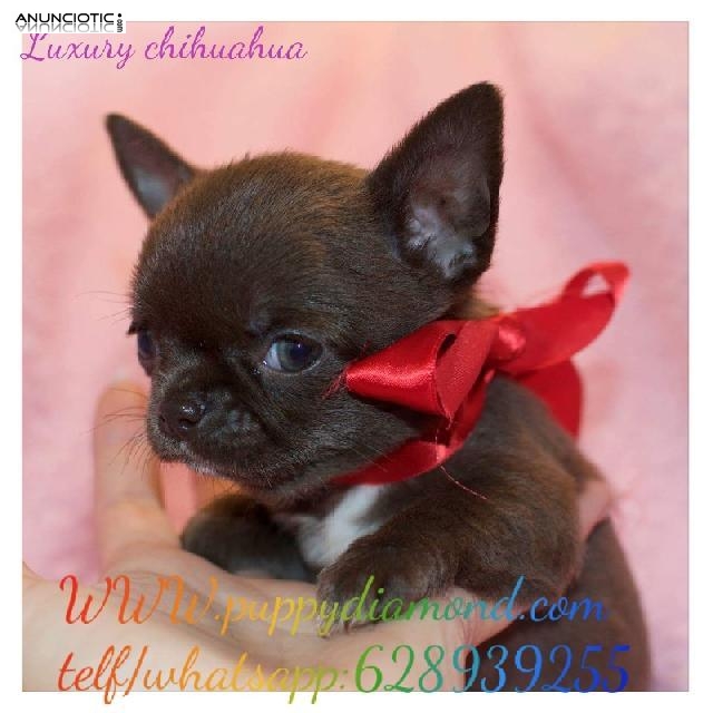 Criadero puppydiamond  628939255