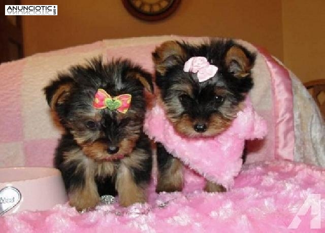 Regalo cachorros yorkshire Terrier mini toy