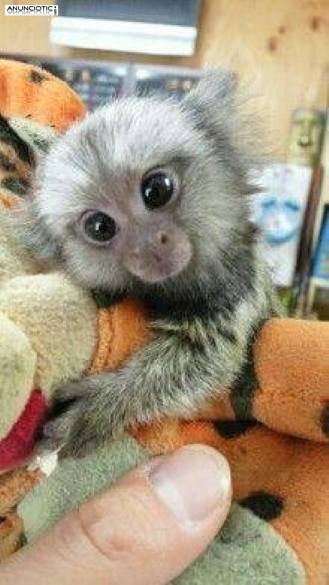 ¡Bebé Monos Titi  y Monos Capuchinos Para Venta!