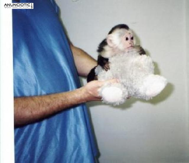 Adorable ardilla capuchina y mono tití en venta en venta