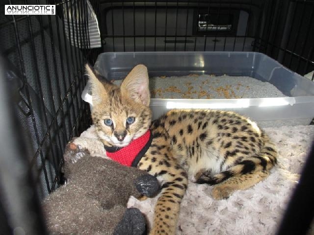 Beautiful kittens Serval and F1 Savannah available  