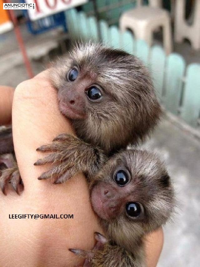 Dedos bebé monos tití disponibles