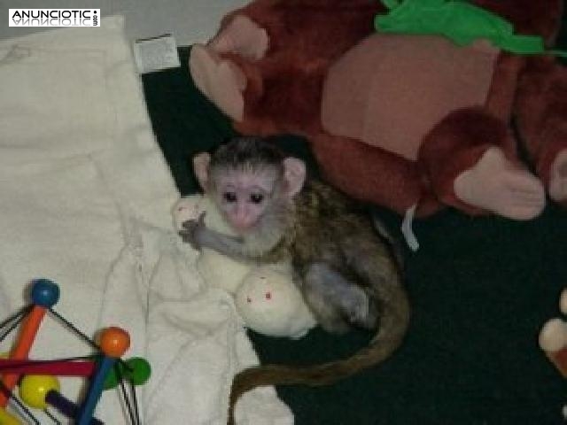 Monos capuchinos beb