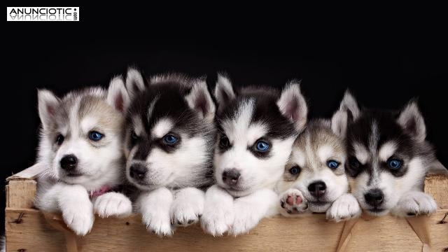 Cachorros Husky Siberiano saludable (Machos y Hembras)