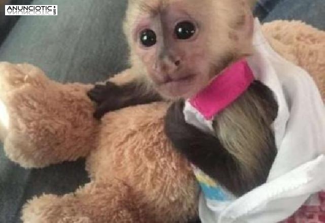 Venta de monos capuchinos beb socializados..