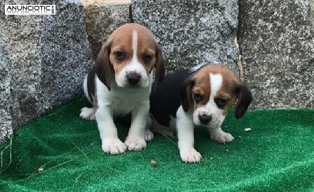 Beagles disponibles bicolores y tricolores