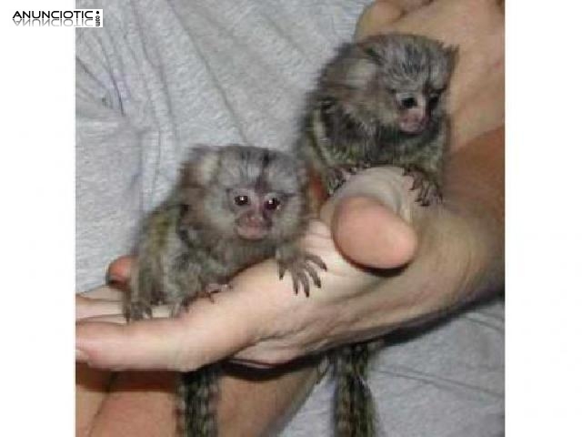 monos bebé tití