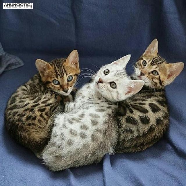 Lindos gatitos de Bengala disponibles