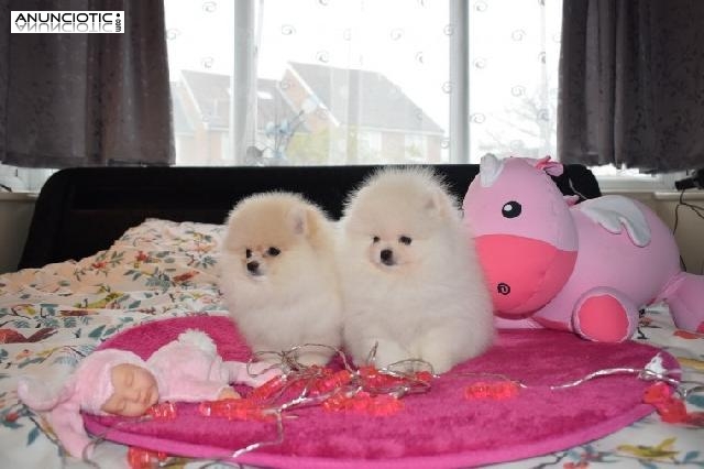Cachorros de Pomerania para tu hogar.