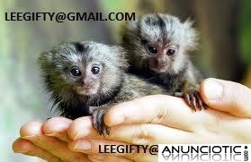 Monos tit beb dedo sanos y lindos disponibles