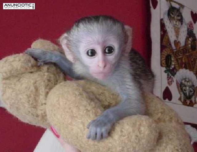 Lindo y adorable beb monos capuchinos para la adopcin