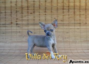 Preciosa hembra Chihuahua