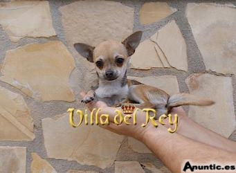 Hembra Chihuahua de 7 meses cabe en las manos