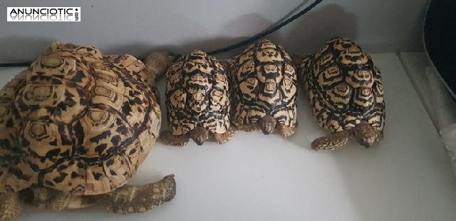 4 tortugas leopardo en busca de un nuevo hogar