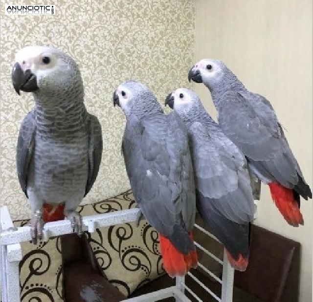 Sweet and charming African gray parrots for sale 
