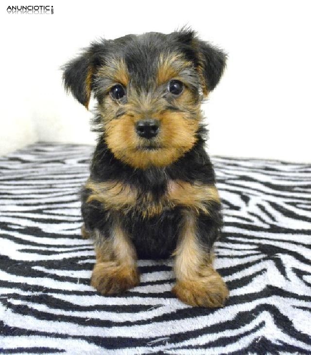 lovely yorkie puppies available 