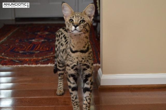 Savannah gatitos Serval disponible y Caracal.