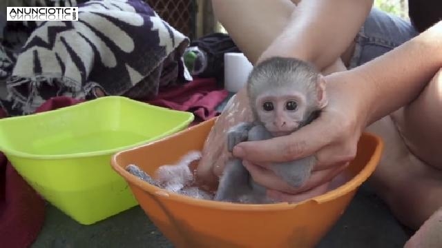  lindos monos capuchinos bebé para adopción gratuita     