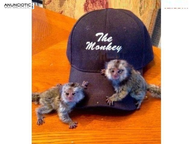 Monos tití bebé para adopción.