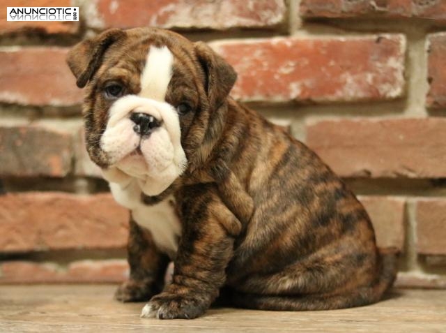 Hermosos cachorros de bulldog inglés para adopción