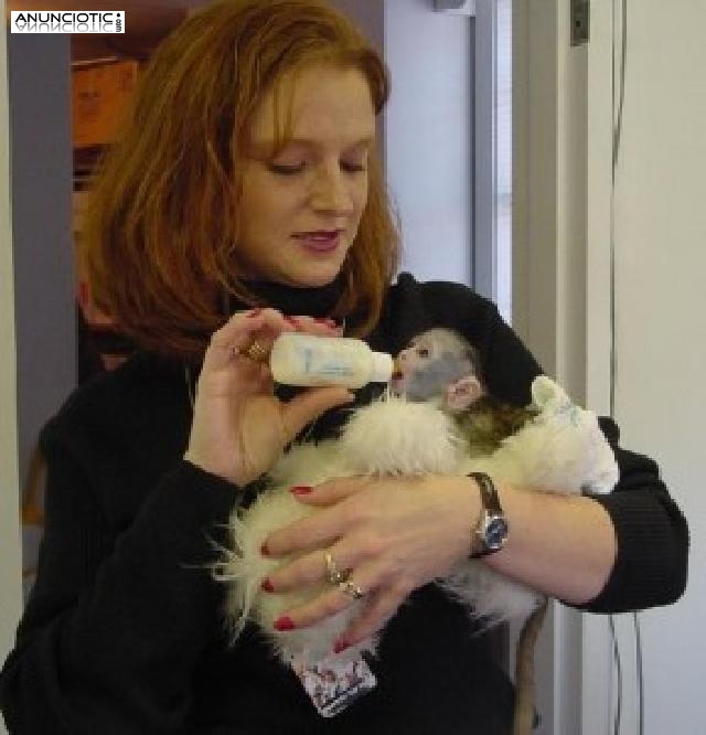 			Monos capuchinos encantadores para la adorción
