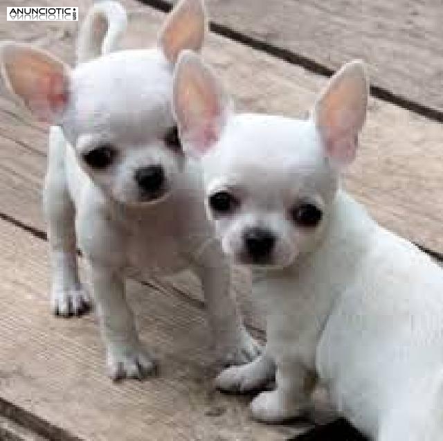 Cachorros de chihuahua para adopción.