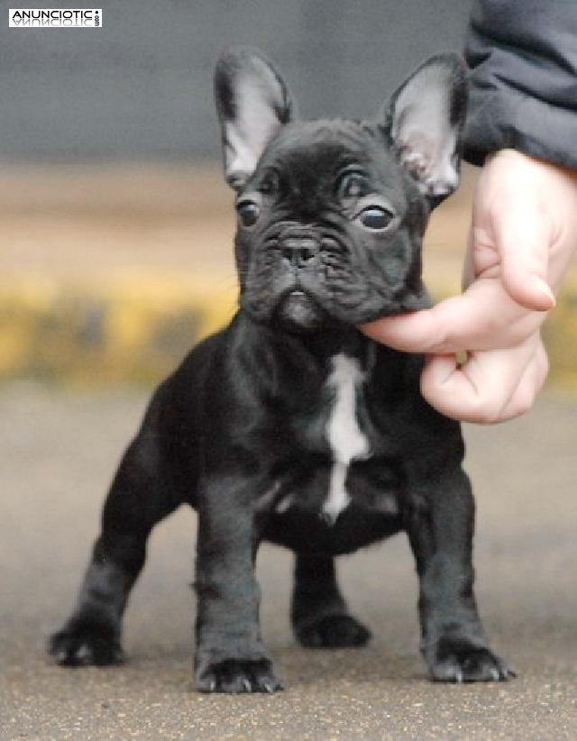 Preciosos cachorros de bulldog francés para adopción      