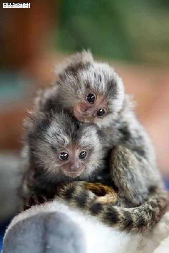 Capuchino adorable y tit pigmeo