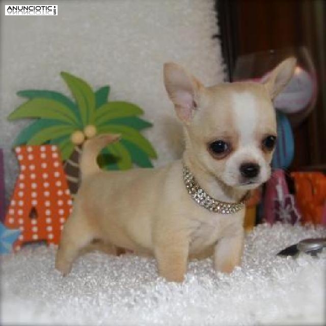  Regalo Preciosa Chihuahua Toy en adopcion gratis