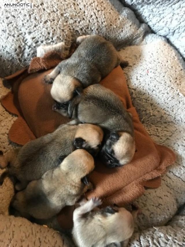 Cachorros de pug para adopcion