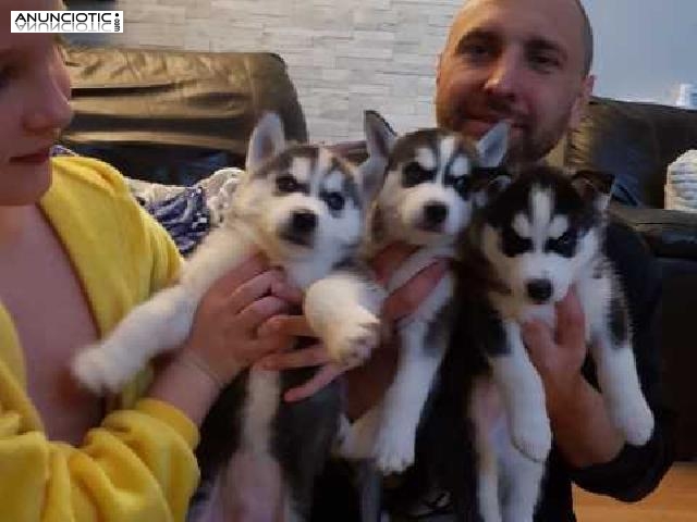 Cachorros de husky siberiano para adopcin