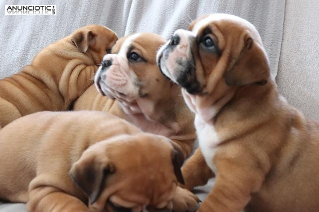 4 cachorros de bulldog ingl&eacute;s para el lanzamiento urgente. (Adopci&oacute;n) 