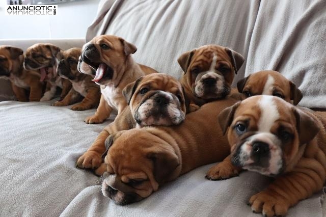 4 cachorros de bulldog ingl&eacute;s para el lanzamiento urgente. (Adopci&oacute;n) 