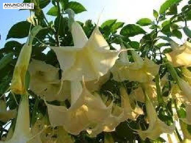 Tenemos productos de las siguientes categor&iacute;as: scopolamine