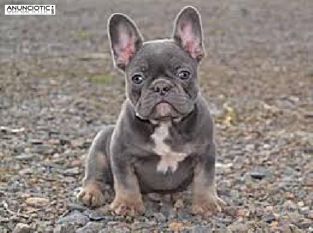 Cachorros Bulldog Franc&eacute;s Disponibles.