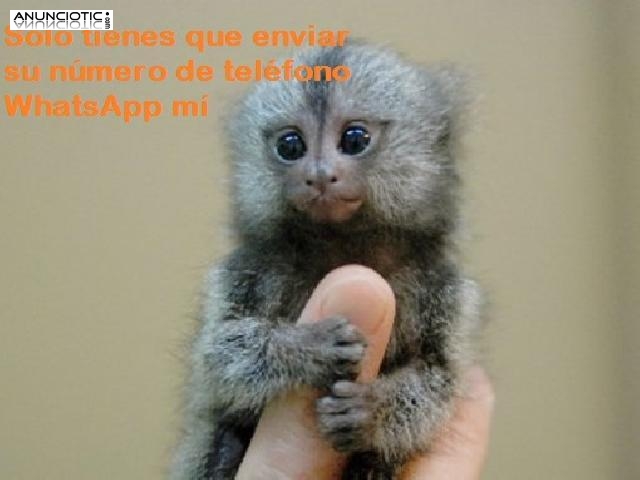 Monos tit&iacute; para la venta