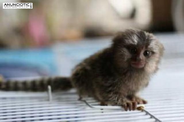 buscando un mono tit&iacute; beb&eacute; en adopci&oacute;n